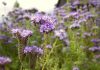 Phacelia Phacelia