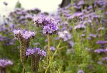 Phacelia Phacelia