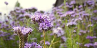 Phacelia