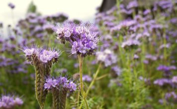Phacelia Phacelia