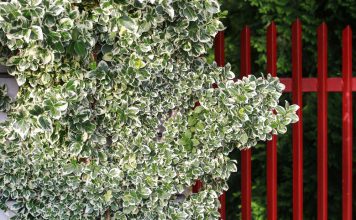 Kruipende kardinaalsmuts kardinaalsmuts