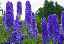 Ridderspoor ridderspoor