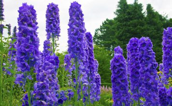 Ridderspoor ridderspoor