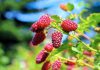 Tayberry Tayberry