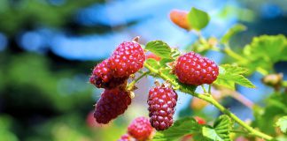Tayberry Tayberry