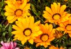 Gazania gazania