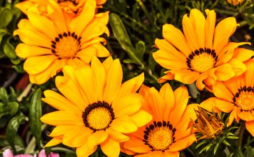 Gazania gazania