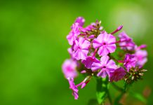 Eenjarige phlox phlox