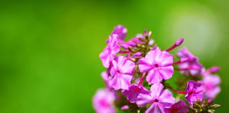 phlox