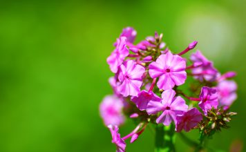 Eenjarige phlox phlox