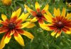 Eenjarige rudbeckia Eenjarige rudbeckia
