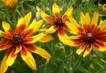 Eenjarige rudbeckia Eenjarige rudbeckia