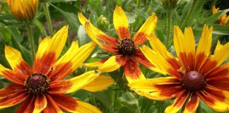 Eenjarige rudbeckia