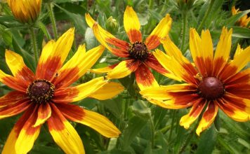 Eenjarige rudbeckia Eenjarige rudbeckia