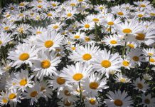tuinmargriet