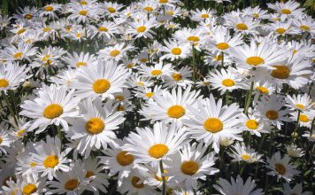 Tuinmargriet tuinmargriet