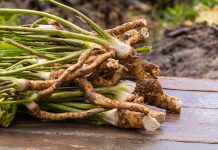 Mierikswortel Mierikswortel