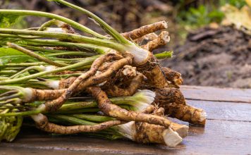 Mierikswortel Mierikswortel