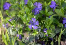 Maagdenpalm maagdenpalm