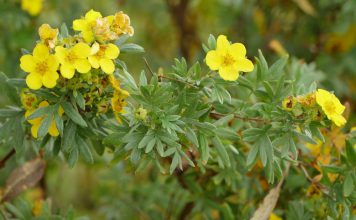 Zonneroosje zonneroosje