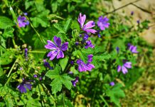 Kaasjeskruid kaasjeskruid