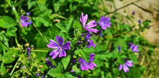 Kaasjeskruid kaasjeskruid