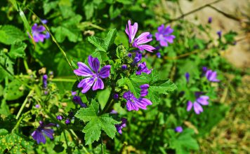 Kaasjeskruid kaasjeskruid