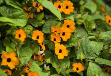 Suzanne-met-de-mooie-ogen suzanne met de mooie ogen