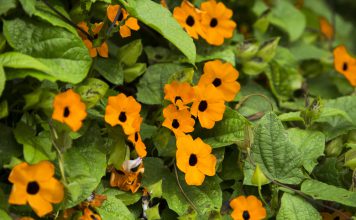 Suzanne-met-de-mooie-ogen suzanne met de mooie ogen