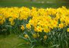 Jonquille narcis Narcissus Jonquilla