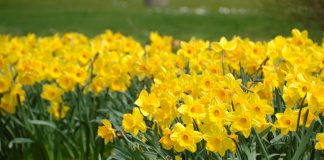 Jonquille narcis Narcissus Jonquilla