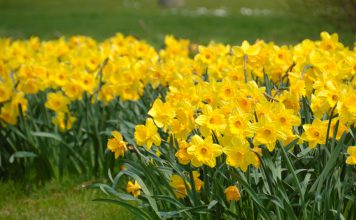 Jonquille narcis Narcissus Jonquilla