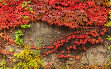 Wilde wingerd wilde wingerd