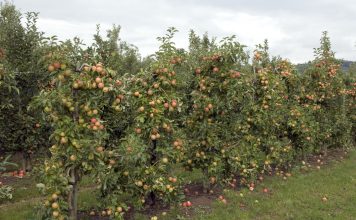 Ballerina Appelboom mini appelboom