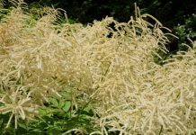 Geitenbaard geitenbaard