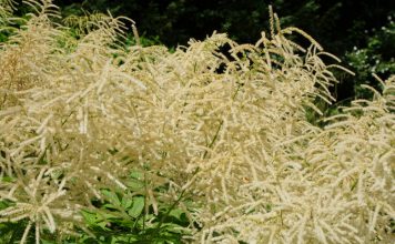 Geitenbaard geitenbaard