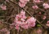 Viburnum Viburnum bodnantense