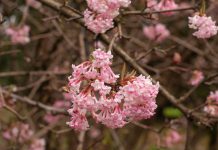 Viburnum Viburnum bodnantense
