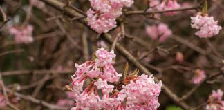 Viburnum bodnantense