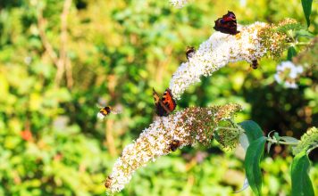 Buddleja vlinderstruik