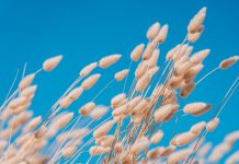 Hazenstaart hazenstaart