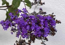 Heliotroop heliotroop