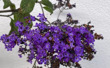 Heliotroop heliotroop