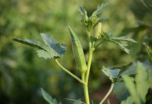 okra