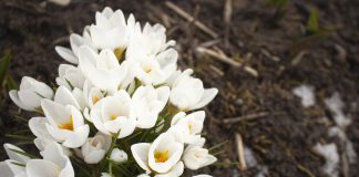 Crocus chrysanthus Crocus chrysanthus