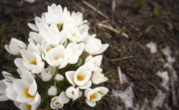 Crocus chrysanthus Crocus chrysanthus