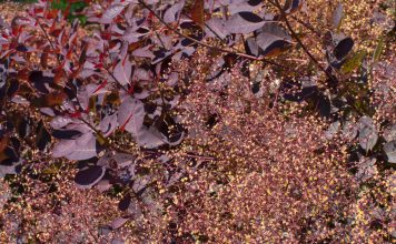 Pruikenboom pruikenboom