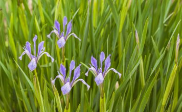 Hollandse iris Hollandse iris