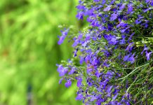 Lobelia lobelia