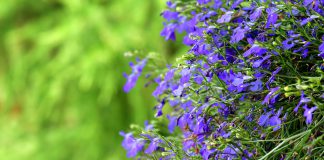 Lobelia lobelia